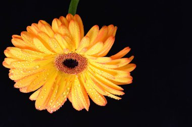 Siyah arka planda bir sarı gerbera çiçeği 