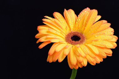 Siyah arka planda bir sarı gerbera çiçeği 