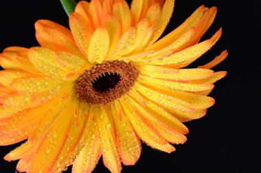 Siyah arka planda bir sarı gerbera çiçeği 