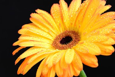 Siyah arka planda bir sarı gerbera çiçeği 