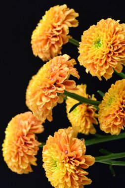 siyah arka plan üzerinde çiçek 