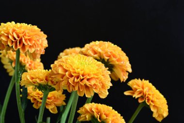 siyah arka plan üzerinde çiçek 