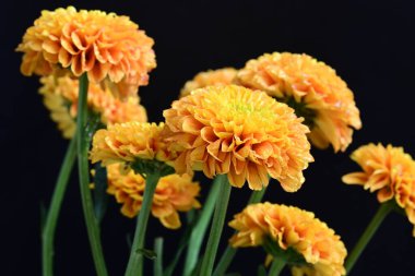 siyah arka plan üzerinde çiçek 