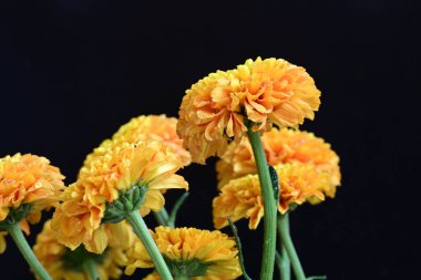 siyah arka plan üzerinde çiçek 