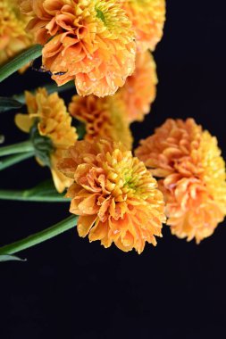 siyah arka plan üzerinde çiçek 