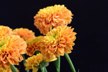 siyah arka plan üzerinde çiçek 