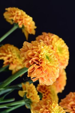 siyah arka plan üzerinde çiçek 