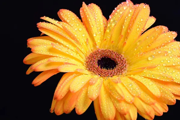 Siyah arka planda bir sarı gerbera çiçeği 