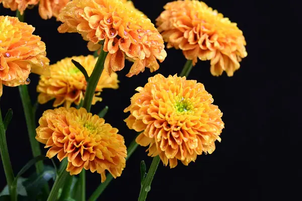 siyah arka plan üzerinde çiçek 