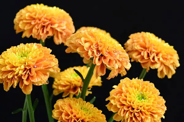 siyah arka plan üzerinde çiçek 