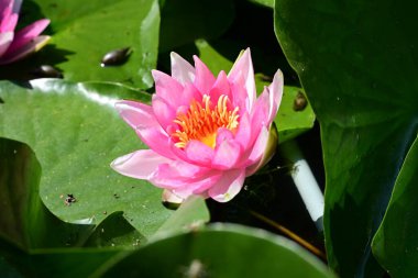 Yaz bahçesindeki güzel çiçeklerin yakın plan görüntüsü, doğa konsepti.