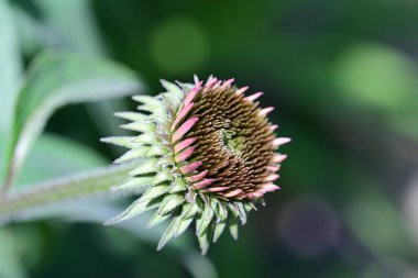 Yaz bahçesindeki güzel çiçeklerin yakın plan görüntüsü, doğa konsepti.