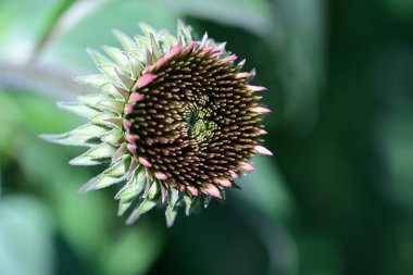 Yaz bahçesindeki güzel çiçeklerin yakın plan görüntüsü, doğa konsepti.