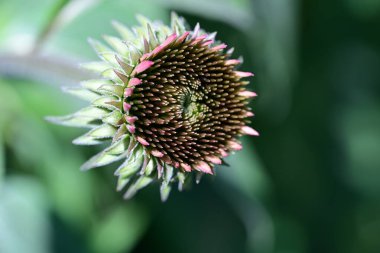 Yaz bahçesindeki güzel çiçeklerin yakın plan görüntüsü, doğa konsepti.