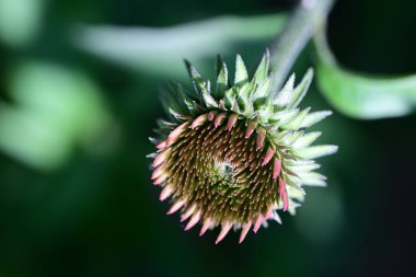 Yaz bahçesindeki güzel çiçeklerin yakın plan görüntüsü, doğa konsepti.
