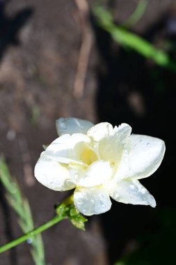 Güneşli yaz gününde bahçede büyüyen güzel beyaz çiçek.