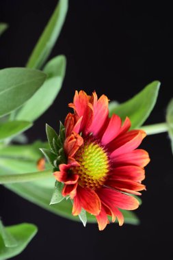 Siyah arkaplanda bir kırmızı gerbera çiçeği 