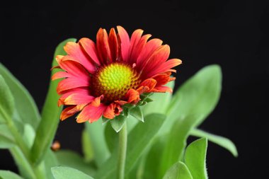 Siyah arkaplanda bir kırmızı gerbera çiçeği 