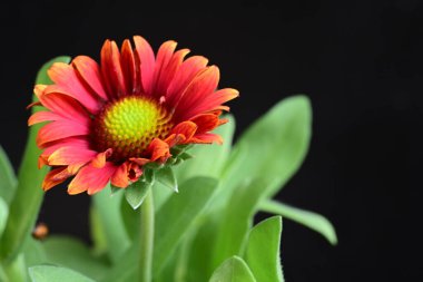 Siyah arkaplanda bir kırmızı gerbera çiçeği 