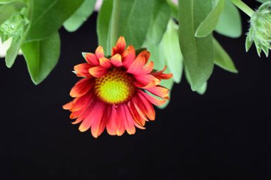 Siyah arkaplanda bir kırmızı gerbera çiçeği 