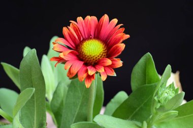 Siyah arkaplanda bir kırmızı gerbera çiçeği 