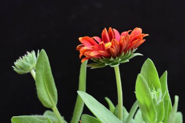 Siyah arkaplanda bir kırmızı gerbera çiçeği 