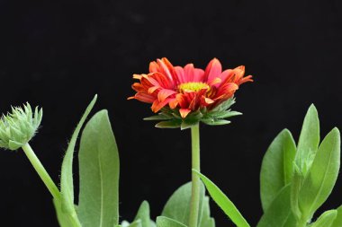 Siyah arkaplanda bir kırmızı gerbera çiçeği 