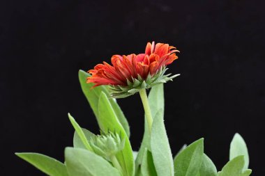 Siyah arkaplanda bir kırmızı gerbera çiçeği 