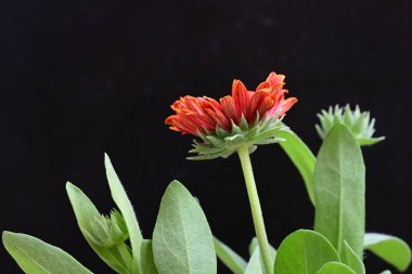 Siyah arkaplanda bir kırmızı gerbera çiçeği 