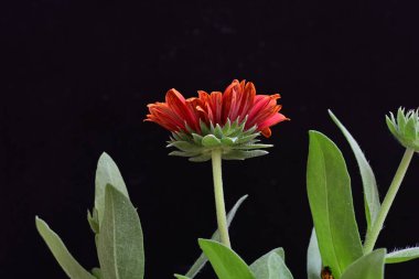 Siyah arkaplanda bir kırmızı gerbera çiçeği 