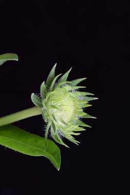 Siyah arkaplanda bir yeşil çiçek tomurcuğu 