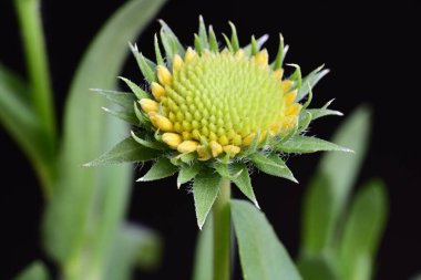 Siyah arkaplanda bir yeşil çiçek tomurcuğu 