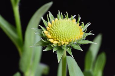 Siyah arkaplanda bir yeşil çiçek tomurcuğu 