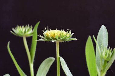 Yaz bahçesindeki güzel çiçeklerin yakın plan görüntüsü, doğa konsepti.