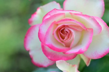 Bahçedeki güzel pembe ve beyaz gülün yakın görüntüsü.