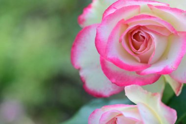 Bahçedeki güzel pembe ve beyaz güllerin manzarasını kapat..