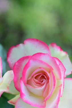 Bahçedeki güzel pembe ve beyaz gülün yakın görüntüsü.