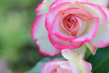 Bahçedeki güzel pembe ve beyaz güllerin manzarasını kapat..