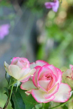 Bahçedeki güzel pembe ve beyaz güllerin manzarasını kapat..