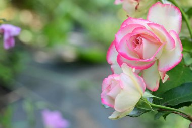 Bahçedeki güzel pembe ve beyaz güllerin manzarasını kapat..