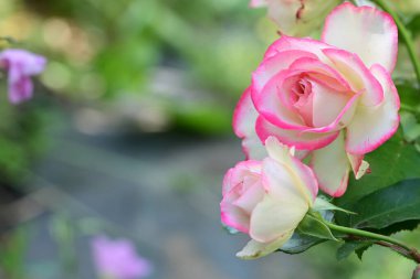 Bahçedeki güzel pembe ve beyaz güllerin manzarasını kapat..