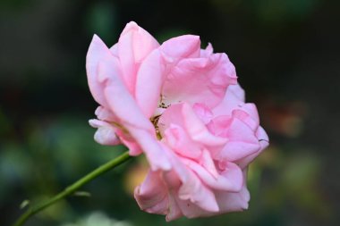 Bahçedeki güzel pembe gülün yakın görüntüsü.