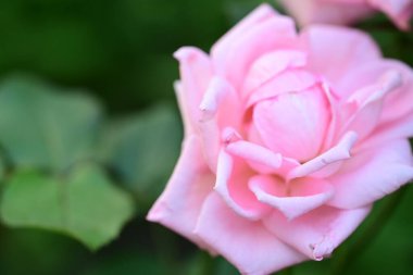 Bahçedeki güzel pembe gülün yakın görüntüsü.