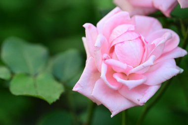 Bahçedeki güzel pembe gülün yakın görüntüsü.