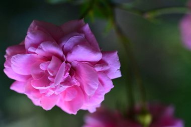 Güzel pembe Gül bahçesinde, yakın çekim 