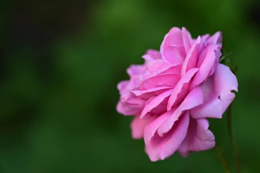 Bahçedeki güzel pembe gülün yakın görüntüsü.