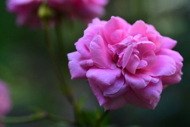Yaz bahçesindeki güzel çiçeklerin yakın plan görüntüsü, doğa konsepti.