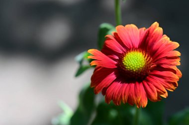 Yaz bahçesindeki güzel çiçeklerin yakın plan görüntüsü, doğa konsepti.