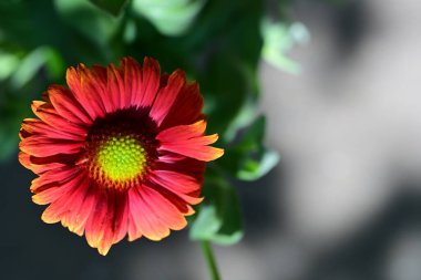 Yaz bahçesindeki güzel çiçeklerin yakın plan görüntüsü, doğa konsepti.