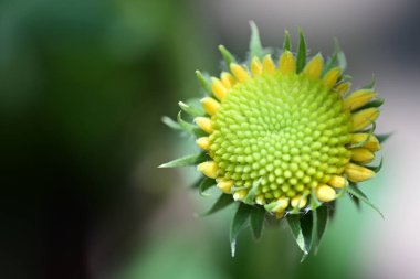 Yaz bahçesindeki güzel çiçeklerin yakın plan görüntüsü, doğa konsepti.